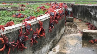 谷歌计划在圣诞岛建立军用AI数据中心 用于侦察与监测