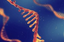 小核酸公司瑞博生物赴港IPO，两年亏超7亿