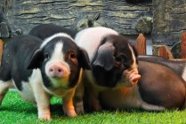 新华社调查：猪肉价格为何持续下跌？