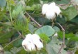 棉花么意思？棉花金融市场有何影响？