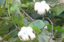 棉花么意思？棉花金融市场有何影响？
