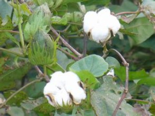 棉花么意思？棉花金融市场有何影响？