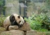 如何了解景点特色？东方明珠下球体的特色是什么？