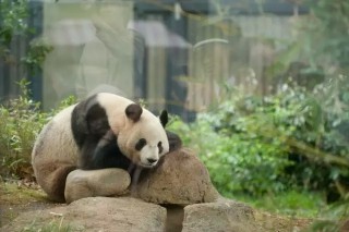 如何了解景点特色？东方明珠下球体的特色是什么？