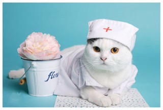 如何合理管理小区宠物饲养？小区养狗要注意什么？