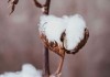 如何深入理解delta期权的特点？这些特点在投资中的应用如何？