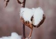 如何深入理解delta期权的特点？这些特点在投资中的应用如何？