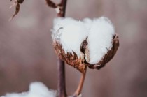 如何深入理解delta期权的特点？这些特点在投资中的应用如何？