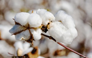 棉花么意思？棉花金融市场有何影响？