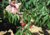 如何处理水果挑选相关事宜？金椰该怎么挑选？