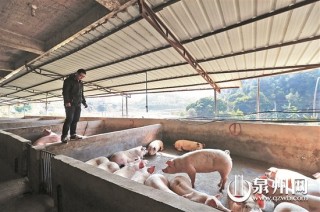 如何交易猪期货？猪期货交易有哪些流程和要点？