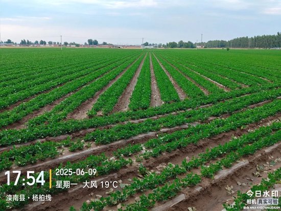 【产区调研】花生：河北202506  第3张