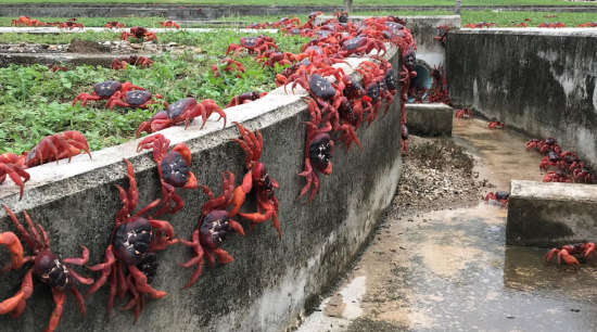 谷歌计划在圣诞岛建立军用AI数据中心 用于侦察与监测 第1张 谷歌计划在圣诞岛建立军用AI数据中心 用于侦察与监测 第1张