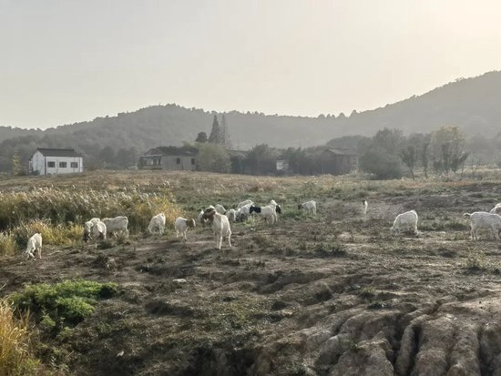 无锡“花千谷”双生困局：百亩良田十年撂荒 数千万投资深陷“泥潭”  第4张