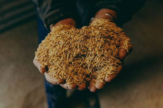 密西西比三角洲农情惨淡 农户无奈考虑任由庄稼腐烂  第1张