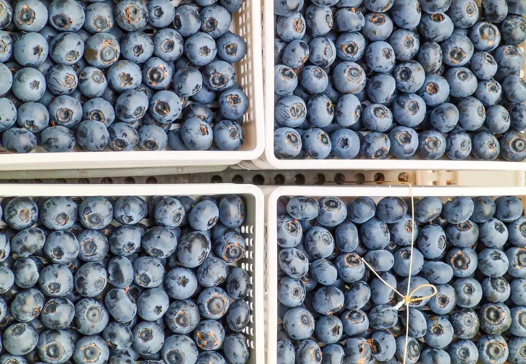 视频|降价超30%！蓝莓价格“跳水”  第4张